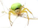 greenorbweaverspider_2_tomcharlesphotography_050714.jpg