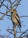 hawfinch_jan_28_2018_3_1_A_Baker.jpg