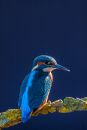 kingfisher8.jpg