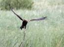 marshharrier38x6.jpg