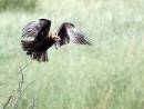 marshharrier48x6.jpg