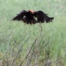 marshharrier7bush8x6.jpg