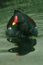 moorhen_scaled.jpg