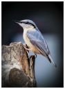 nuthatch_copy.jpg