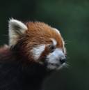 red_panda_v.jpg