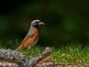 redstart4.jpg