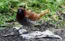 scaly_breasted_munia.jpg