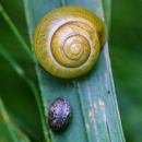 snails_small.jpg