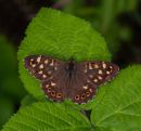 speckled-wood.jpg