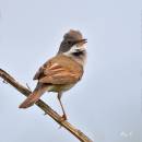 whitethroat11.jpg