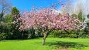 Cherry_Blossom_800.jpg