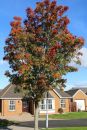 Rowan_Tree_800.JPG