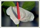 Anthurium.jpg