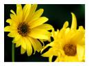 Black-eyed_Susans.JPG