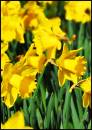 Daffodils-.jpg