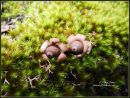 Earth-Stars-_Geastrum-triplex_-C-lfa-27-5-12.jpg