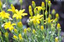 FLOWERS_AT_CRAIG_RANCH_WM_RS_0001.jpg