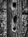 Holes_B_W_Sm_Cr.jpg