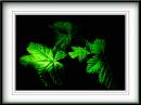 Leaves-_-Light-3.jpg