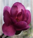 Magnolia_Black_Tulip1.jpg