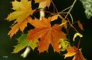 Maple_leaves_in_Autumn.jpg