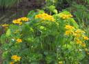 Marsh_Marigold.JPG