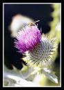 Thistle3.jpg