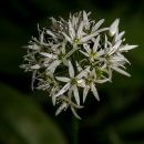 /gallery/data/505/thumbs/Wild_Garlic-11.jpg