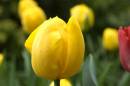 Yellow_Tulip.jpg