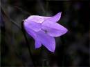 harebell_1_copy.jpg