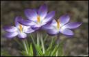 lovely-crocus.jpg