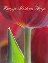 /gallery/data/505/thumbs/mothers_day_c_r.jpg