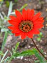 /gallery/data/505/thumbs/orange_flower1.jpg