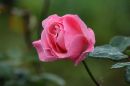 pink_rose_1.jpg