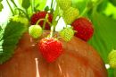 strawberry_pot.jpg