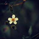 wild_flower_1.jpg