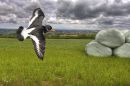 field_oystercatcher.jpg