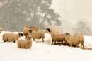 Sheep_in_Winter.jpg