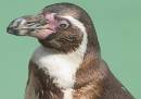 373_7323_Penguin.jpg