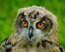 Baby-Eagle-owl-HVRC.jpg