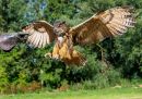 Falcon-Day-Sept-2019_0421_edited-1-ORF_DxO_DeepPRIME.jpg