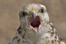 Ferruginous_Hawk.jpg