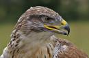 Ferruginous_Hawk_4.jpg