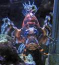 Fu-Manchu_Lionfish_c.jpg