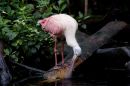 Nicaraguan_roseate_spoonbill1.jpg