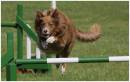 agility3_036.jpg