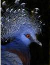 blue-pigeon-2.jpg