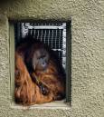 orang_utan_doorway_sml.jpg