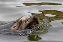 sea_lion_emerging_sml.jpg