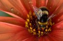 Bee-on-Dahlia.jpg